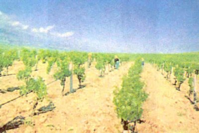 Damla sulama sudan tasarruf sağlamakta ve su kaybını azaltmaktadır.